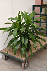 Janet Craig Dracaena (Dracaena deremensis 'Janet Craig') at Wolf's Blooms & Berries