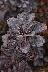 Winecraft Black Smokebush (Cotinus coggygria 'NCCO1') at Wolf's Blooms & Berries
