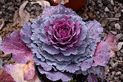 Osaka Purple Ornamental Cabbage (Brassica oleracea 'Osaka Purple') at Wolf's Blooms & Berries