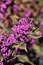Pearl Glam Beautyberry (Callicarpa 'NCCX2') at Wolf's Blooms & Berries