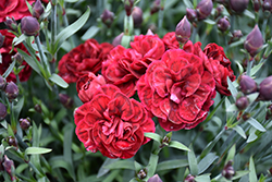 SuperTrouper Butterfly Dark Red Carnation (Dianthus caryophyllus 'SuperTrouper Butterfly Dark Red') at Wolf's Blooms & Berries