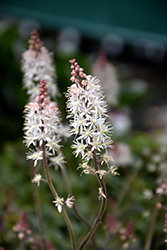 Pink Skyrocket Foamflower (Tiarella 'Pink Skyrocket') at Wolf's Blooms & Berries