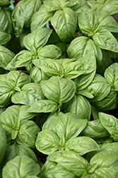 Sweet Basil (Ocimum basilicum) at Wolf's Blooms & Berries