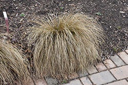 Prairie Fire Sedge (Carex testacea 'Prairie Fire') at Wolf's Blooms & Berries