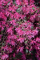 Plum Delight Chinese Fringeflower (Loropetalum chinense 'Plum Delight') at Wolf's Blooms & Berries