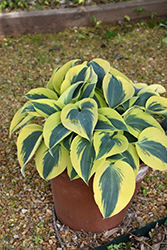 Shadowland Autumn Frost Hosta (Hosta 'Autumn Frost') at Wolf's Blooms & Berries