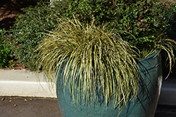 EverColor Eversheen Japanese Sedge (Carex oshimensis 'Eversheen') at Wolf's Blooms & Berries