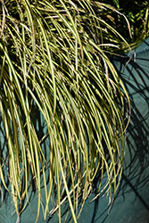 EverColor Eversheen Japanese Sedge (Carex oshimensis 'Eversheen') at Wolf's Blooms & Berries
