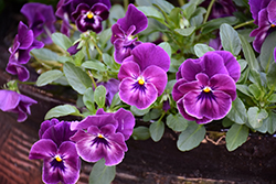 Cool Wave Raspberry Pansy (Viola x wittrockiana 'PAS1196270') at Wolf's Blooms & Berries
