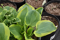 Shadowland Seducer Hosta (Hosta 'Seducer') at Wolf's Blooms & Berries