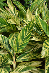 Variegated Shell Ginger (Alpinia zerumbet 'Variegata') at Wolf's Blooms & Berries