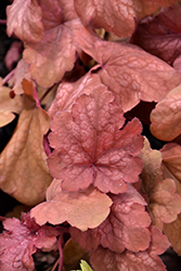 Heureka Amber Lady Bells (Heuchera 'Amber Lady') at Wolf's Blooms & Berries