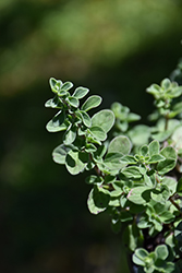 Sweet Marjoram (Origanum majorana) at Wolf's Blooms & Berries