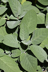 Common Sage (Salvia officinalis) at Wolf's Blooms & Berries