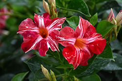 Sun Parasol Stars and Stripes Mandevilla (Mandevilla 'Sun Parasol Stars and Stripes') at Wolf's Blooms & Berries