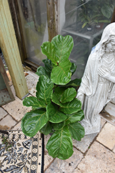 Fiddle Leaf Fig (Ficus lyrata) at Wolf's Blooms & Berries