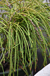 Whipcord Arborvitae (Thuja plicata 'Whipcord') at Wolf's Blooms & Berries