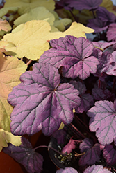 Electric Plum Coral Bells (Heuchera 'Electric Plum') at Wolf's Blooms & Berries