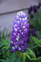 Mini Gallery Blue Bicolor Lupine (Lupinus 'Mini Gallery Blue Bicolor') at Wolf's Blooms & Berries