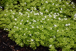 Sweet Woodruff (Galium odoratum) at Wolf's Blooms & Berries