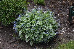 Sea Heart Bugloss (Brunnera macrophylla 'Sea Heart') at Wolf's Blooms & Berries