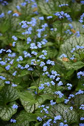 Sea Heart Bugloss (Brunnera macrophylla 'Sea Heart') at Wolf's Blooms & Berries