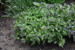 Dark Vader Lungwort (Pulmonaria 'Dark Vader') at Wolf's Blooms & Berries