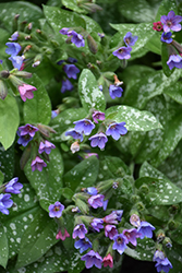 Dark Vader Lungwort (Pulmonaria 'Dark Vader') at Wolf's Blooms & Berries