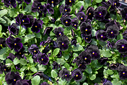 Sorbet Black Delight Pansy (Viola 'Sorbet Black Delight') at Wolf's Blooms & Berries