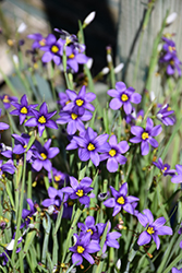 Lucerne Blue-Eyed Grass (Sisyrinchium angustifolium 'Lucerne') at Wolf's Blooms & Berries