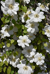 Guernsey Cream Clematis (Clematis 'Guernsey Cream') at Wolf's Blooms & Berries