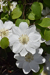 Guernsey Cream Clematis (Clematis 'Guernsey Cream') at Wolf's Blooms & Berries