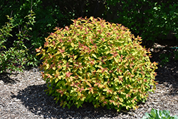 Double Play Candy Corn Spirea (Spiraea japonica 'NCSX1') at Wolf's Blooms & Berries