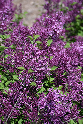 Bloomerang Dark Purple Lilac (Syringa 'SMSJBP7') at Wolf's Blooms & Berries