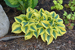 Shadowland Autumn Frost Hosta (Hosta 'Autumn Frost') at Wolf's Blooms & Berries