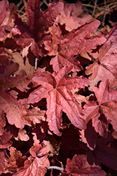 Fun and Games Red Rover Foamy Bells (Heucherella 'Red Rover') at Wolf's Blooms & Berries