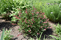 Valentine Bleeding Heart (Dicentra spectabilis 'Hordival') at Wolf's Blooms & Berries