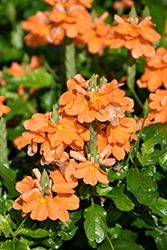 Orange Marmalade Firecracker Plant (Crossandra infundibuliformis 'Orange Marmalade') at Wolf's Blooms & Berries