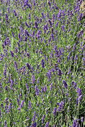 Big Time Blue Lavender (Lavandula angustifolia 'Armtipp01') at Wolf's Blooms & Berries