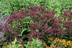 Euphoria Ruby Joe Pye Weed (Eupatorium purpureum 'FLOREUPRE1') at Wolf's Blooms & Berries