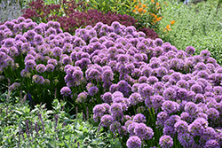 Millenium Ornamental Onion (Allium 'Millenium') at Wolf's Blooms & Berries