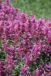 Rosie Posie Hyssop (Agastache 'Rosie Posie') at Wolf's Blooms & Berries