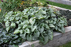 Alexander's Great Bugloss (Brunnera macrophylla 'Alexander's Great') at Wolf's Blooms & Berries