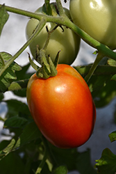 Roma Tomato (Solanum lycopersicum 'Roma') at Wolf's Blooms & Berries