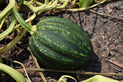 Acorn Squash (Cucurbita pepo var. turbinata) at Wolf's Blooms & Berries
