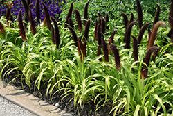 Jade Princess Millet (Pennisetum glaucum 'Jade Princess') at Wolf's Blooms & Berries