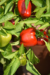 Snackabelle Red Sweet Pepper (Capsicum annuum 'Snackabelle Red') at Wolf's Blooms & Berries