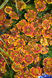 Mariachi Bandera Sneezeweed (Helenium autumnale 'Bandera') at Wolf's Blooms & Berries