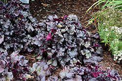 Black Pearl Coral Bells (Heuchera 'Black Pearl') at Wolf's Blooms & Berries