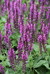 Bumbleberry Meadow Sage (Salvia nemorosa 'Bumbleberry') at Wolf's Blooms & Berries